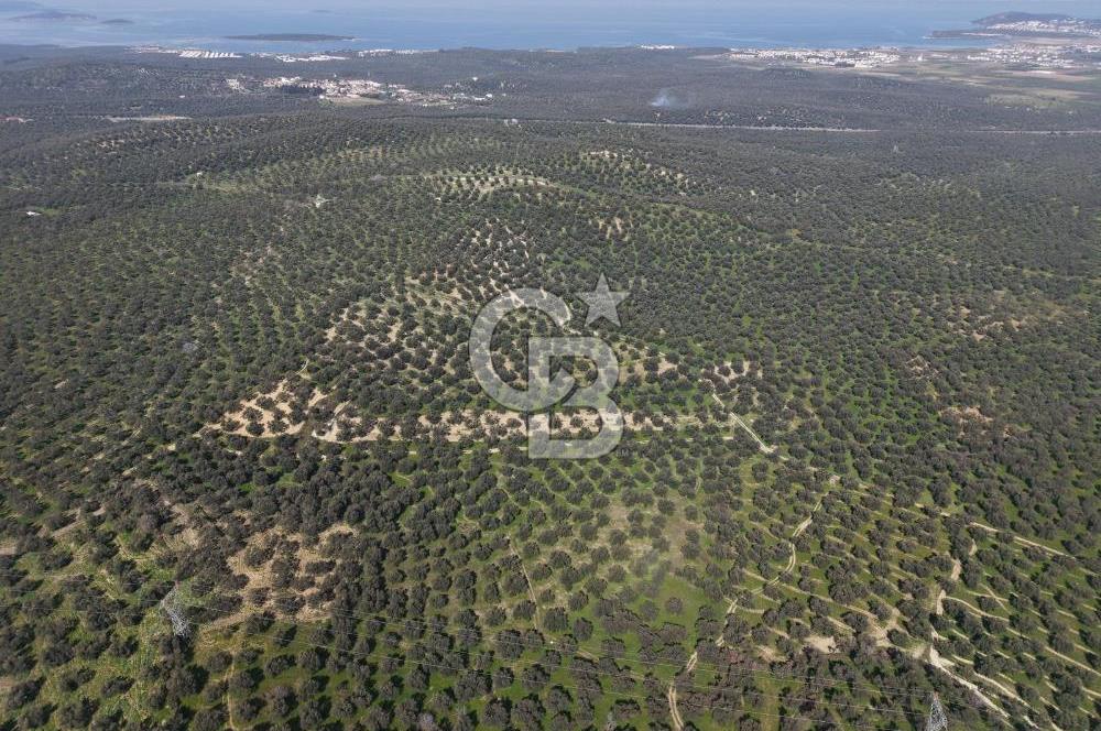 BALIKESİR GÖMEÇ HACIOSMANDA 7.931 m² SATILIK VERİMLİ ZEYTİNLİK