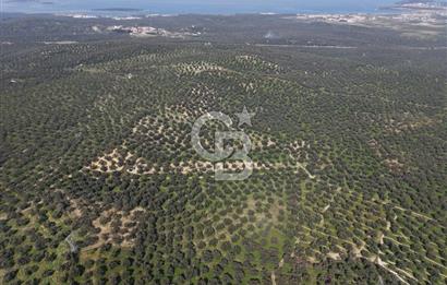 BALIKESİR GÖMEÇ HACIOSMANDA 7.931 m² SATILIK VERİMLİ ZEYTİNLİK