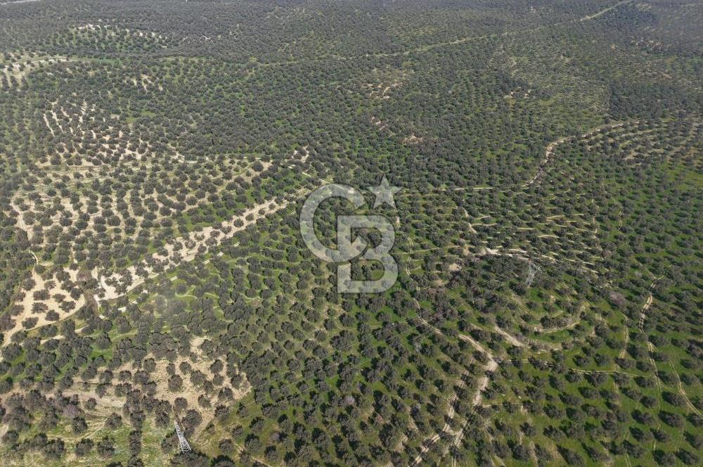 BALIKESİR GÖMEÇ HACIOSMANDA 7.931 m² SATILIK VERİMLİ ZEYTİNLİK