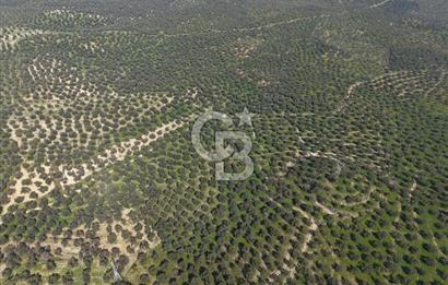 BALIKESİR GÖMEÇ HACIOSMANDA 7.931 m² SATILIK VERİMLİ ZEYTİNLİK