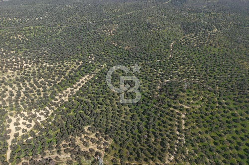 BALIKESİR GÖMEÇ HACIOSMANDA 7.931 m² SATILIK VERİMLİ ZEYTİNLİK