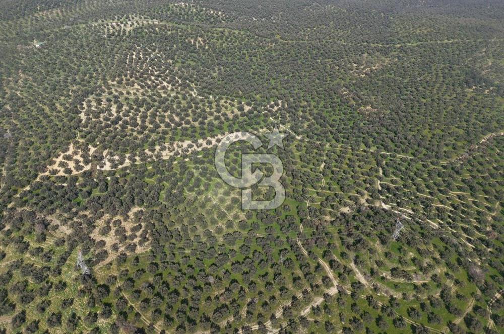 BALIKESİR GÖMEÇ HACIOSMANDA 7.931 m² SATILIK VERİMLİ ZEYTİNLİK