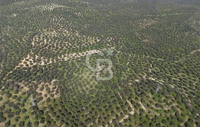 BALIKESİR GÖMEÇ HACIOSMANDA 7.931 m² SATILIK VERİMLİ ZEYTİNLİK