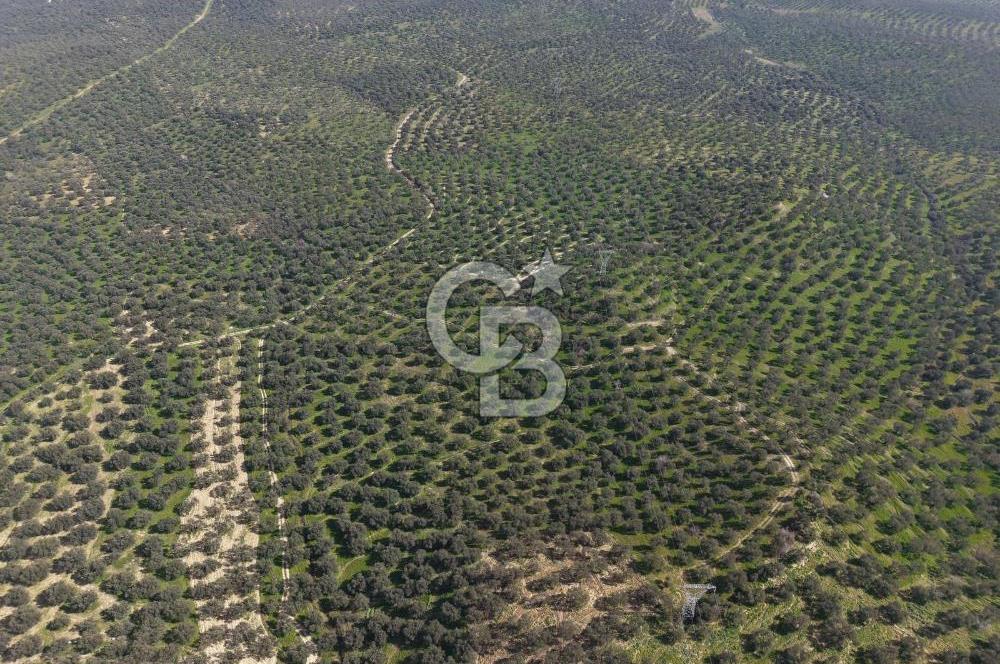 BALIKESİR GÖMEÇ HACIOSMANDA 7.931 m² SATILIK VERİMLİ ZEYTİNLİK