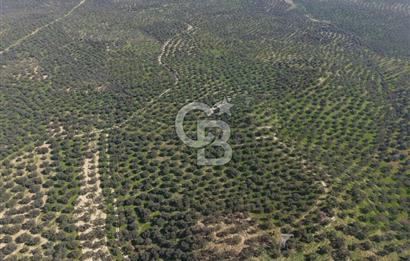 BALIKESİR GÖMEÇ HACIOSMANDA 7.931 m² SATILIK VERİMLİ ZEYTİNLİK