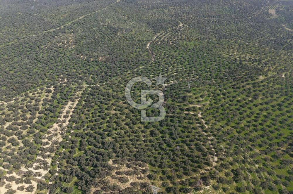 BALIKESİR GÖMEÇ HACIOSMANDA 7.931 m² SATILIK VERİMLİ ZEYTİNLİK