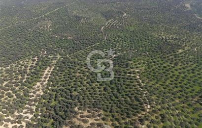 BALIKESİR GÖMEÇ HACIOSMANDA 7.931 m² SATILIK VERİMLİ ZEYTİNLİK