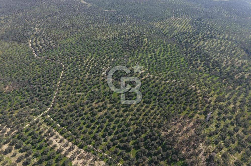 BALIKESİR GÖMEÇ HACIOSMANDA 7.931 m² SATILIK VERİMLİ ZEYTİNLİK