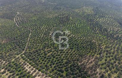 BALIKESİR GÖMEÇ HACIOSMANDA 7.931 m² SATILIK VERİMLİ ZEYTİNLİK