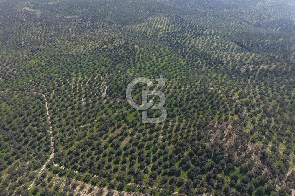 BALIKESİR GÖMEÇ HACIOSMANDA 7.931 m² SATILIK VERİMLİ ZEYTİNLİK
