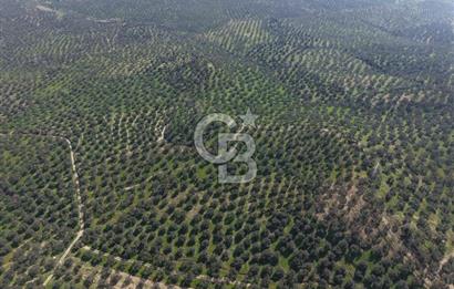 BALIKESİR GÖMEÇ HACIOSMANDA 7.931 m² SATILIK VERİMLİ ZEYTİNLİK