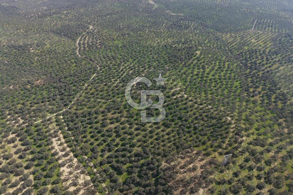 BALIKESİR GÖMEÇ HACIOSMANDA 7.931 m² SATILIK VERİMLİ ZEYTİNLİK