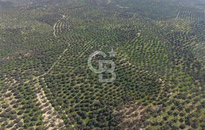 BALIKESİR GÖMEÇ HACIOSMANDA 7.931 m² SATILIK VERİMLİ ZEYTİNLİK