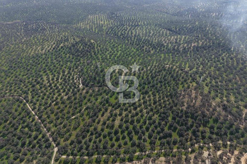 BALIKESİR GÖMEÇ HACIOSMANDA 7.931 m² SATILIK VERİMLİ ZEYTİNLİK
