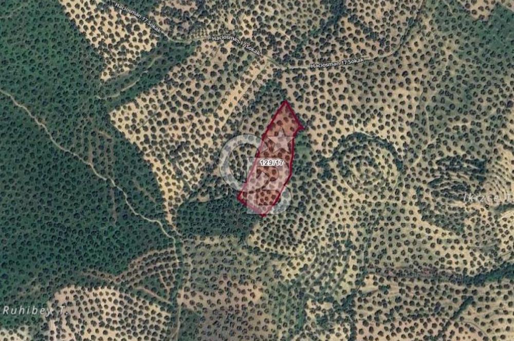 BALIKESİR GÖMEÇ HACIOSMANDA 7.931 m² SATILIK VERİMLİ ZEYTİNLİK