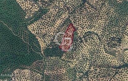 BALIKESİR GÖMEÇ HACIOSMANDA 7.931 m² SATILIK VERİMLİ ZEYTİNLİK