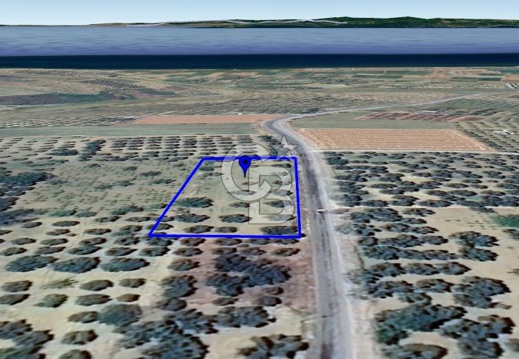 ŞARKÖY İĞDEBAĞLARI ANYOLA CEPHELİ BAKIMLI ZEYTİNLİK