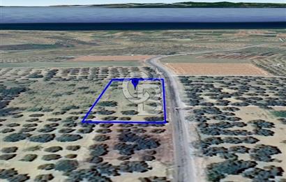 ŞARKÖY İĞDEBAĞLARI ANYOLA CEPHELİ BAKIMLI ZEYTİNLİK