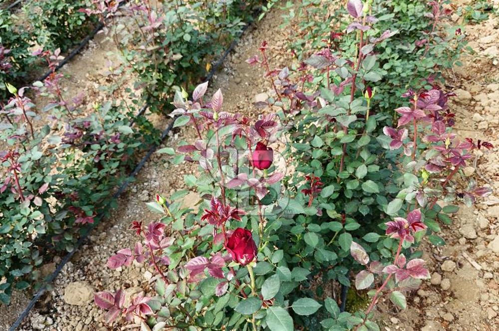 MERSİN IĞDIR’DA SATILIK TAM DONANIMLI GÜL SERASI