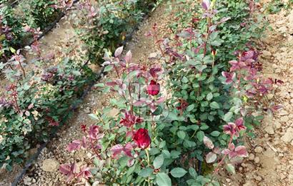 MERSİN IĞDIR’DA SATILIK TAM DONANIMLI GÜL SERASI