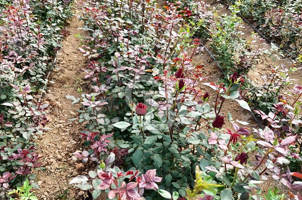 MERSİN IĞDIR’DA SATILIK TAM DONANIMLI GÜL SERASI