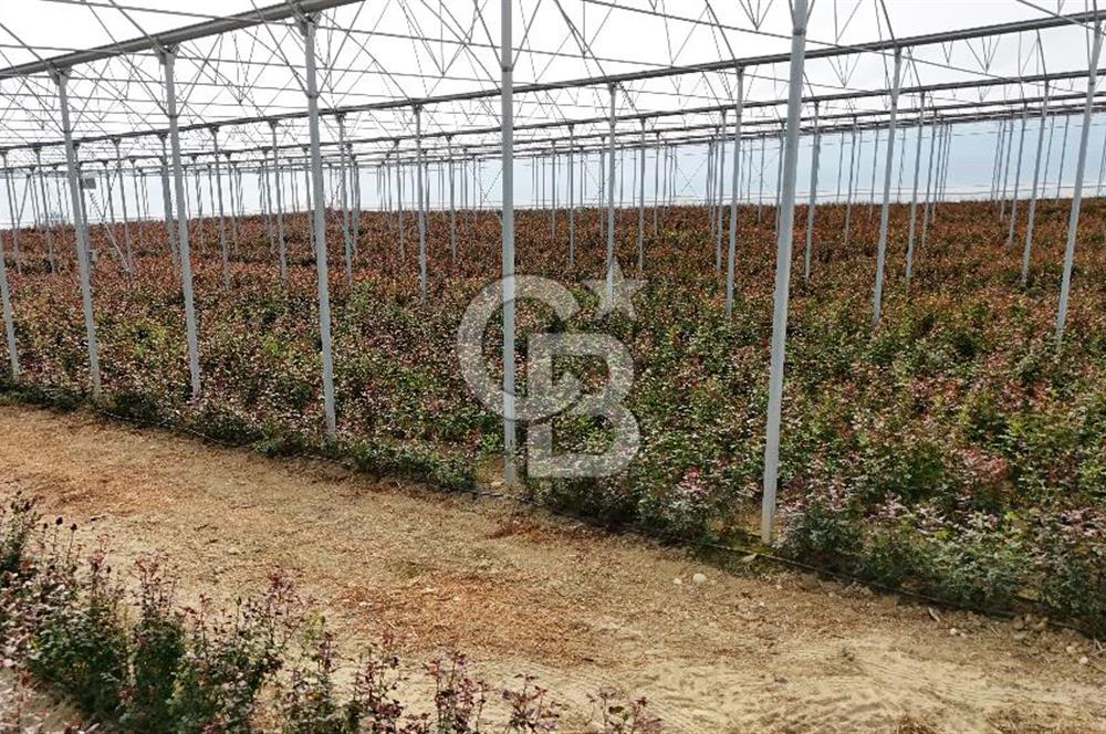 MERSİN IĞDIR’DA SATILIK TAM DONANIMLI GÜL SERASI