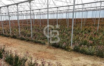 MERSİN IĞDIR’DA SATILIK TAM DONANIMLI GÜL SERASI