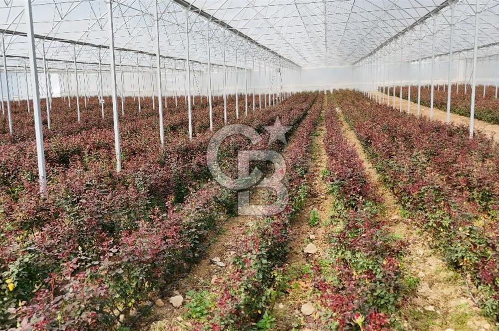 MERSİN IĞDIR’DA SATILIK TAM DONANIMLI GÜL SERASI