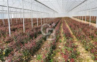 MERSİN IĞDIR’DA SATILIK TAM DONANIMLI GÜL SERASI