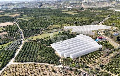 MERSİN IĞDIR’DA SATILIK TAM DONANIMLI GÜL SERASI