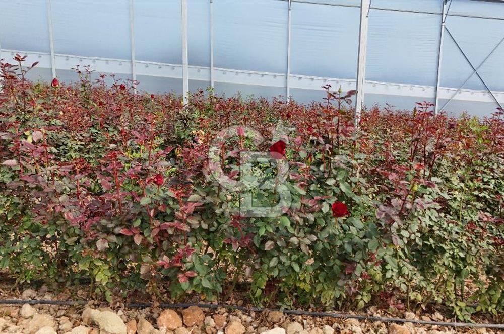 MERSİN IĞDIR’DA SATILIK TAM DONANIMLI GÜL SERASI