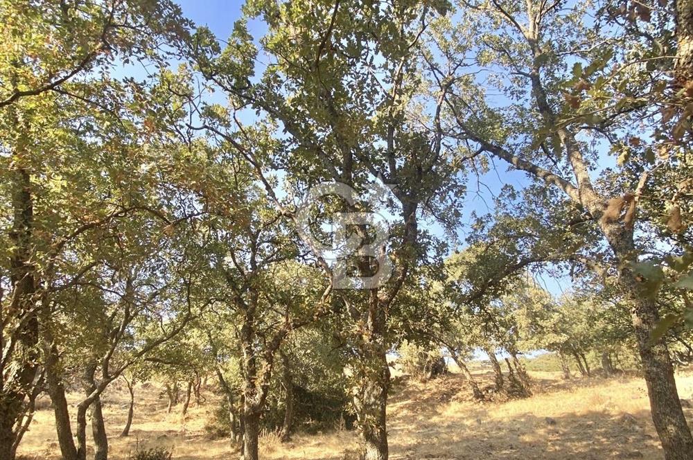 Menemen Telekler’de 4.853 m² Yatırımlık Satılık Tarla