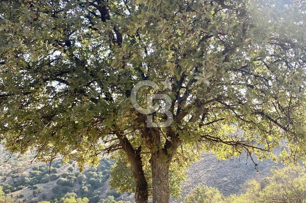 Menemen Telekler’de 4.853 m² Yatırımlık Satılık Tarla