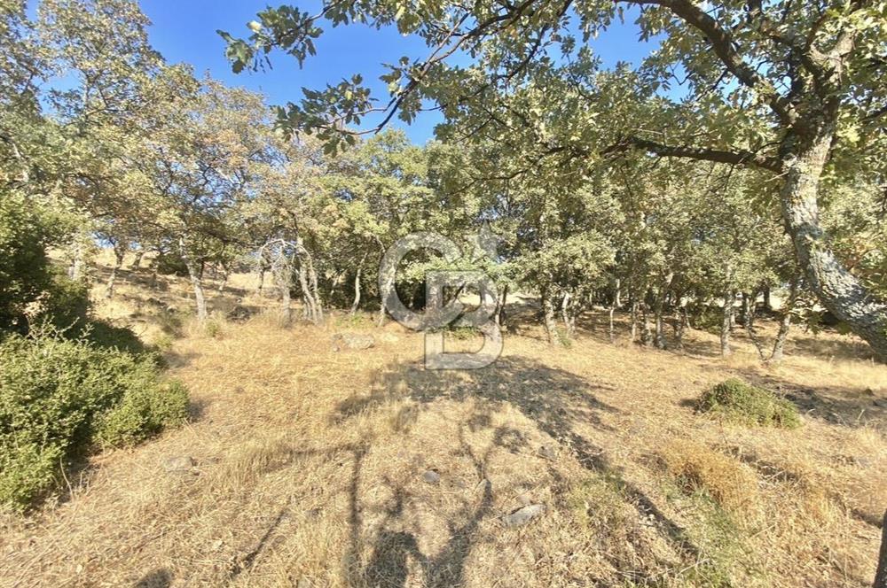 Menemen Telekler’de 4.853 m² Yatırımlık Satılık Tarla