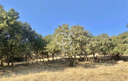 Menemen Telekler’de 4.853 m² Yatırımlık Satılık Tarla