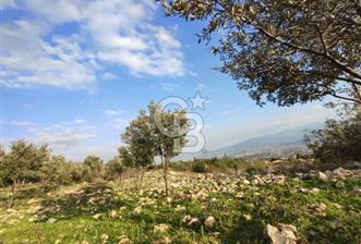 544 m² Köşe Parsel + 250 m² Tarla Toplam 794 m² Fırsat! - 5 - 338607