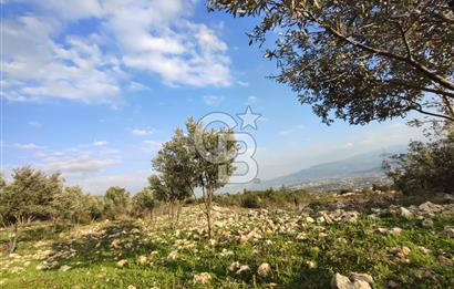 544 m² Köşe Parsel + 250 m² Tarla Toplam 794 m² Fırsat!