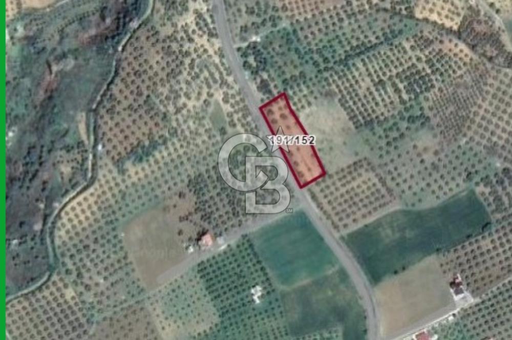 ŞARKÖY İĞDEBAĞLARI ANYOLA CEPHELİ BAKIMLI ZEYTİNLİK