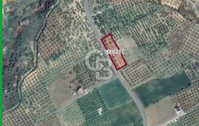 ŞARKÖY İĞDEBAĞLARI ANYOLA CEPHELİ BAKIMLI ZEYTİNLİK