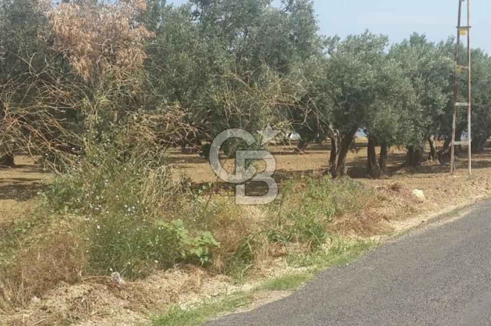 ŞARKÖY İĞDEBAĞLARI ANYOLA CEPHELİ BAKIMLI ZEYTİNLİK