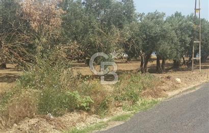ŞARKÖY İĞDEBAĞLARI ANYOLA CEPHELİ BAKIMLI ZEYTİNLİK