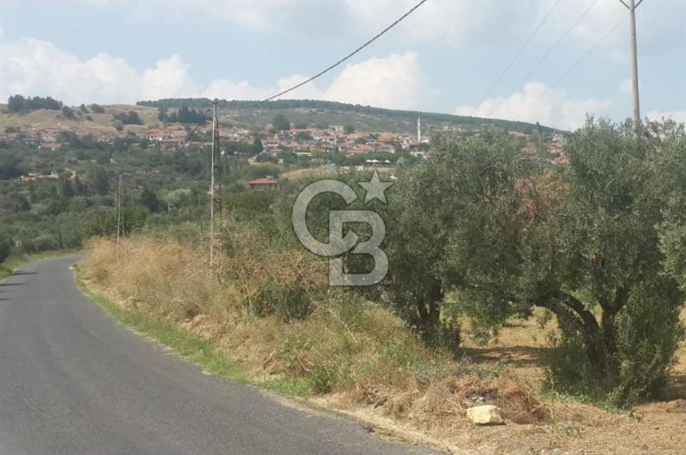 ŞARKÖY İĞDEBAĞLARI ANYOLA CEPHELİ BAKIMLI ZEYTİNLİK