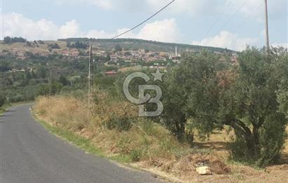 ŞARKÖY İĞDEBAĞLARI ANYOLA CEPHELİ BAKIMLI ZEYTİNLİK