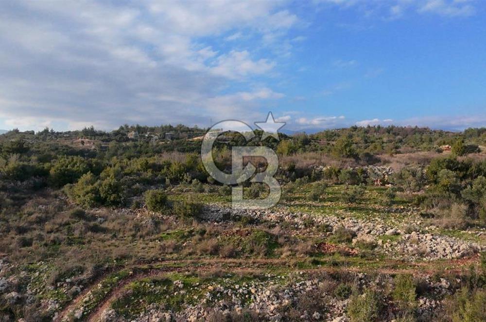 544 m² Köşe Parsel + 250 m² Tarla Toplam 794 m² Fırsat!