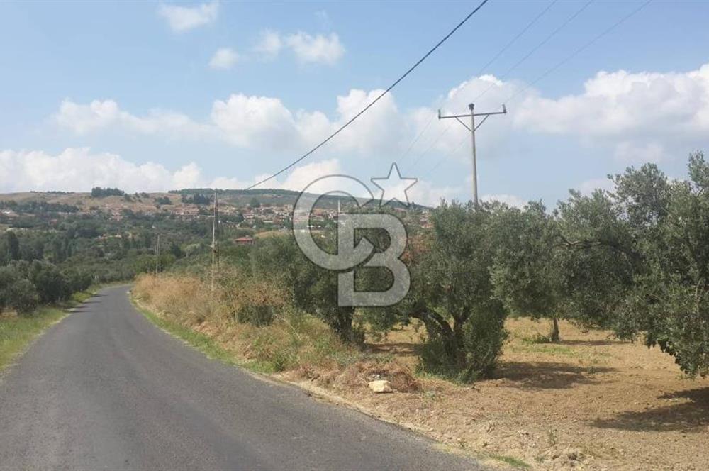 ŞARKÖY İĞDEBAĞLARI ANYOLA CEPHELİ BAKIMLI ZEYTİNLİK