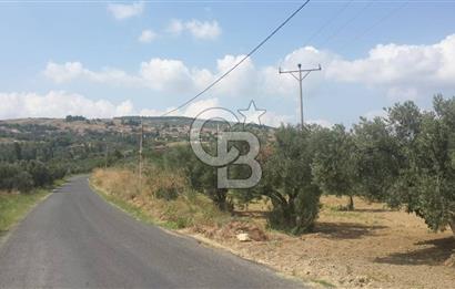 ŞARKÖY İĞDEBAĞLARI ANYOLA CEPHELİ BAKIMLI ZEYTİNLİK