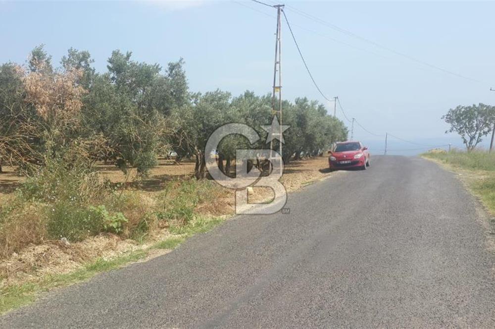 ŞARKÖY İĞDEBAĞLARI ANYOLA CEPHELİ BAKIMLI ZEYTİNLİK