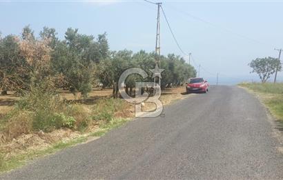 ŞARKÖY İĞDEBAĞLARI ANYOLA CEPHELİ BAKIMLI ZEYTİNLİK