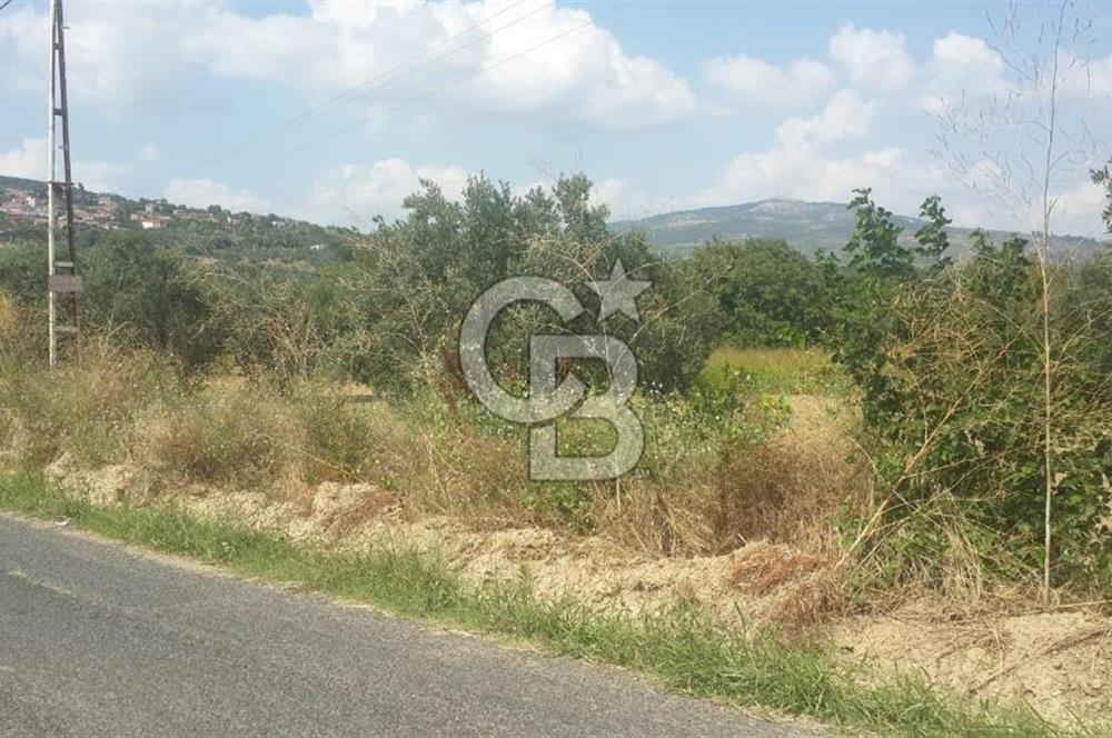 ŞARKÖY İĞDEBAĞLARI ANYOLA CEPHELİ BAKIMLI ZEYTİNLİK