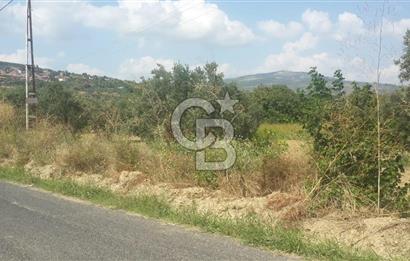 ŞARKÖY İĞDEBAĞLARI ANYOLA CEPHELİ BAKIMLI ZEYTİNLİK